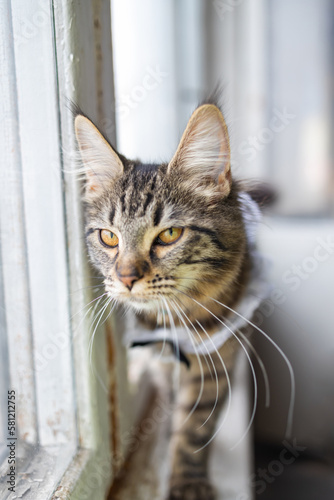 Young kitten breed Maine Coon against the window. Beautiful kitty. © Mykola