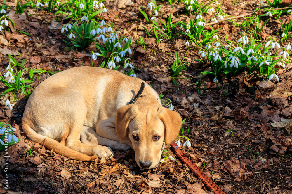 Portrait of labrador retriever puppy surrounded by white snowdrops flowers (Galanthus nivalis) in spring forest Portrait of labrador retriever puppy surrounded by white snowdrops flowers (Galanthus nivalis) in spring forest