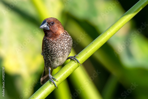 Scaly-breasted munia taken from chattogram Bangladesh
