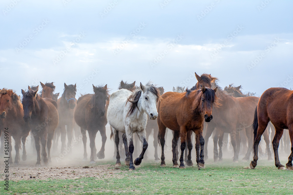 Obraz premium Wild horses (aka Yılkı Atları) are running to freedom. Taken near Hürmetci Village, between Cappadocia and Kayseri, Turkey.