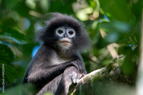 Dusky Leaf Monkey, Dusky Langur, Lawachora forest, Bangladesh,