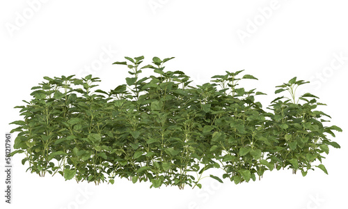 Bunch of lemon balm clusters
 photo