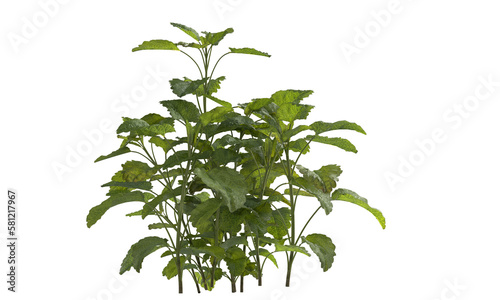 Obraz na płótnie Bunch of lemon balm clusters 