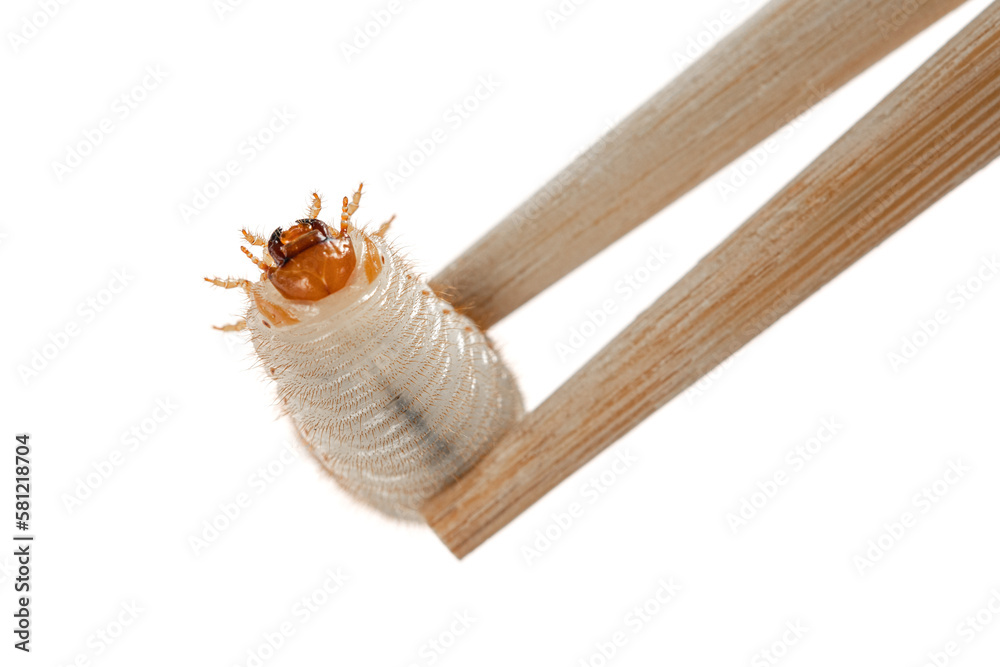 Worm Toothpick Image chopsticks with grub worm beetle isolated on white background ...
