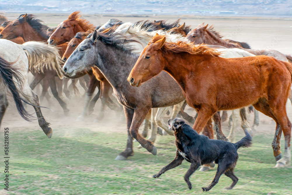 Wild horses (aka Yılkı Atları) are running to freedom. Taken near Hürmetci Village, between Cappadocia and Kayseri, Turkey.
Wild horses (aka Yılkı Atları) are running to freedom. Taken near Hürmetci Village, between Cappadocia and Kayseri, Turkey.