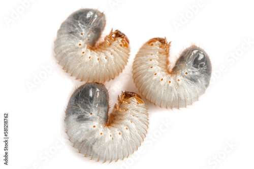 Image of three grub worms beetle isolated on white background. Larvae close up. Source of protein. Entomology. Food of future photo