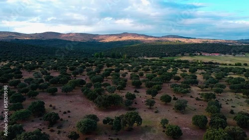 conjunto de arboles. nogales desde arriba. toma de dron sobre aroles en la motaña photo