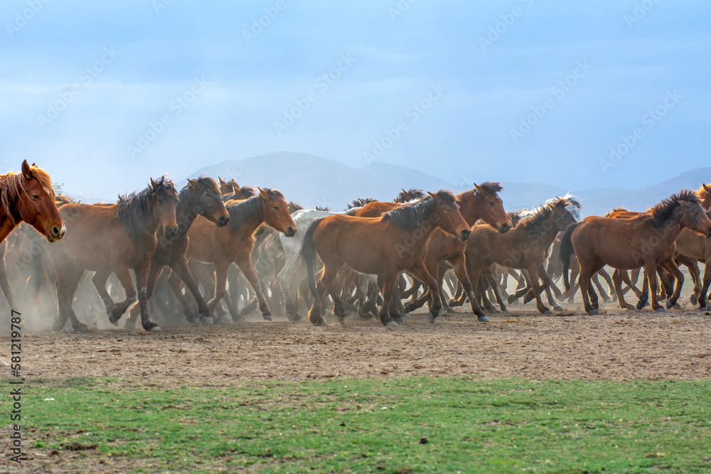 Wild horses (aka Yılkı Atları) are running to freedom. Taken near Hürmetci Village, between Cappadocia and Kayseri, Turkey.

