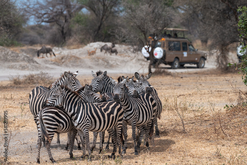 Group of wild zebras together, protecting each other, with an off-road safari vehicle and other animals in the background in Tarangire National Park (Tanzania)