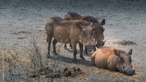Schilderij op canvas Three wild warthogs (phacochoerus) in Taranguire National Park, Tanzania, Africa