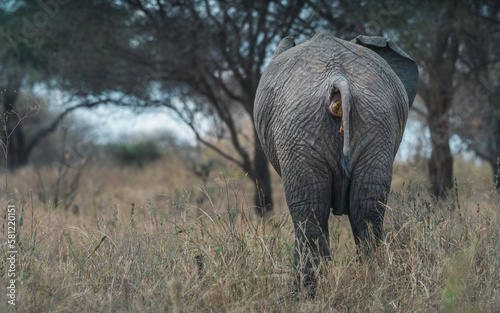 Canvas Print Rear view of a wild elephant shitting among trees and shrubs in Taranguire Natio