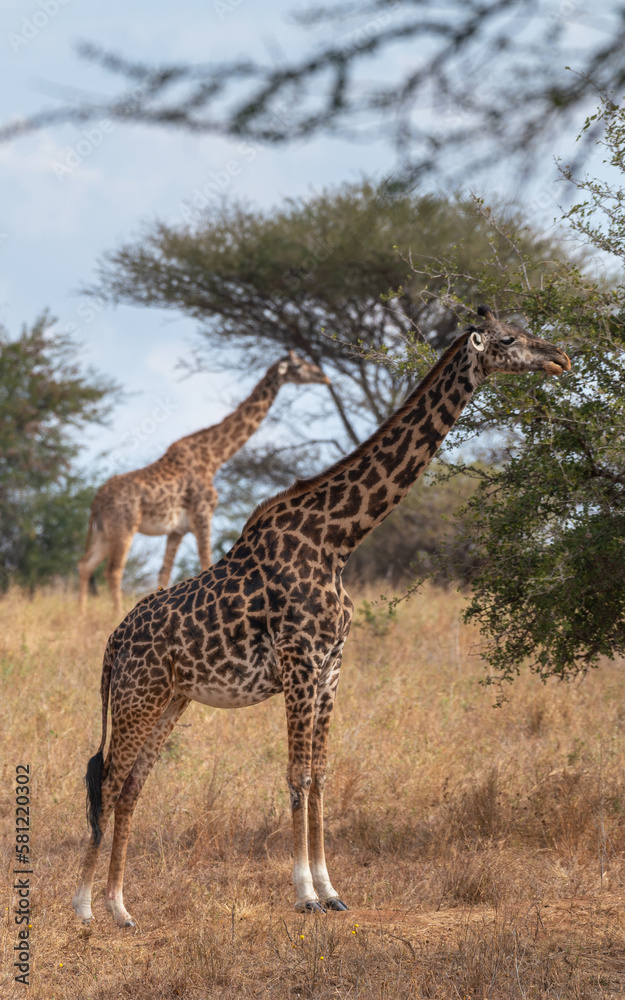 Two wild giraffes in parallel eating on the Serengeti savannah plain, Tanzania, Africa Two wild giraffes in parallel eating on the Serengeti savannah plain, Tanzania, Africa