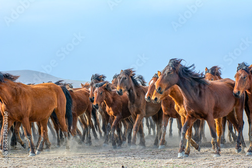 Fototapeta Naklejka Na Ścianę i Meble -  Wild horses (aka Yılkı Atları) are running to freedom. Taken near Hürmetci Village, between Cappadocia and Kayseri, Turkey.

