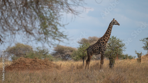 Wild giraffe standing on the Serengeti savannah plain, Tanzania, Africa