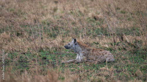 Wild hyena hunting  camouflaged in the undergrowth in Serengeti  Tanzania  Africa