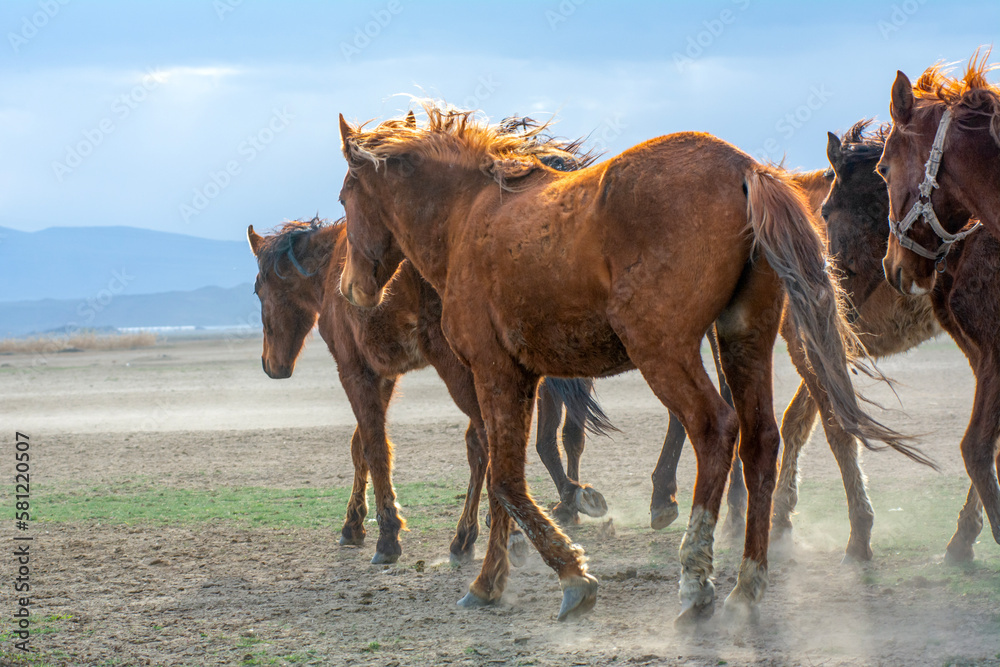Naklejka premium Wild horses (aka Yılkı Atları) are running to freedom. Taken near Hürmetci Village, between Cappadocia and Kayseri, Turkey.