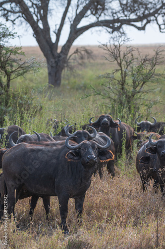 Close African buffalo herd in Ngorongoro Crater Plain  Tanzania  Africa.