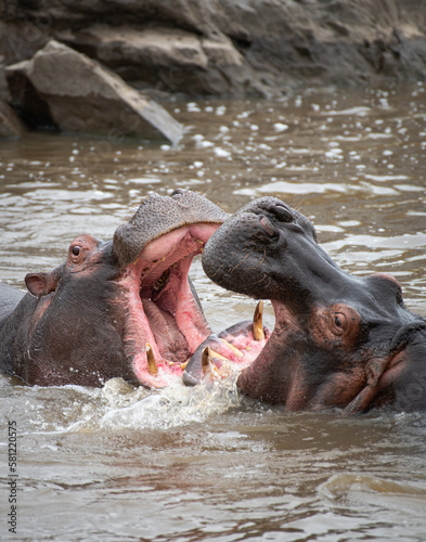 Detail of the head, teeth and eyes of two hippos fighting each other in the Serengeti (Tanzania).