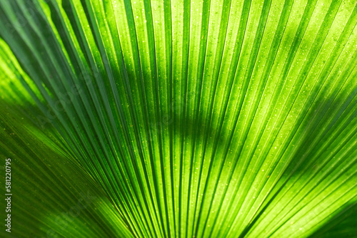 natural background consisting of the detail of a palm leaf