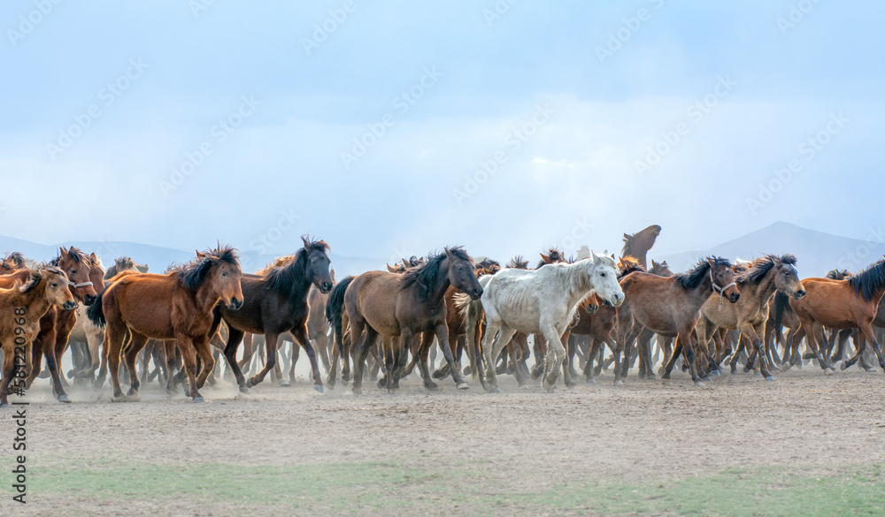 Wild horses (aka Yılkı Atları) are running to freedom. Taken near Hürmetci Village, between Cappadocia and Kayseri, Turkey.

