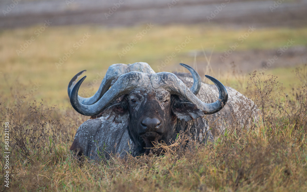 African buffalo up close in the Ngorongoro crater plain, Tanzania, Africa