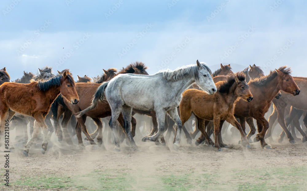 Fototapeta premium Wild horses (aka Yılkı Atları) are running to freedom. Taken near Hürmetci Village, between Cappadocia and Kayseri, Turkey.