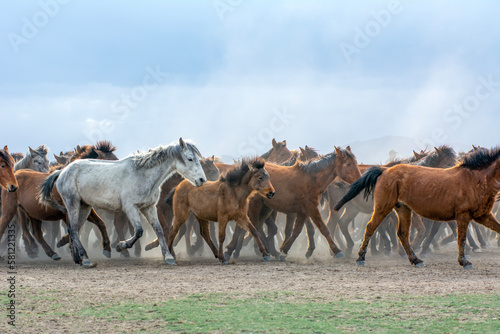Fototapeta Naklejka Na Ścianę i Meble -  Wild horses (aka Yılkı Atları) are running to freedom. Taken near Hürmetci Village, between Cappadocia and Kayseri, Turkey.

