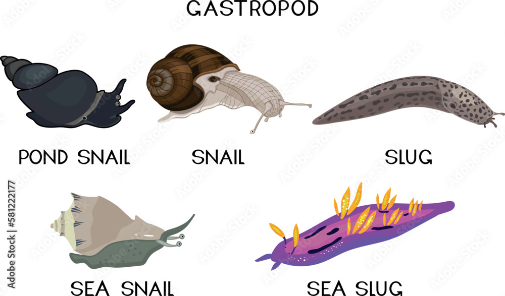 Types of gastropod molluscs land snail, pond snail, sea snail, slug