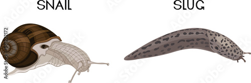 Types of gastropod molluscs: snail and slug. Educational material for biology lesson