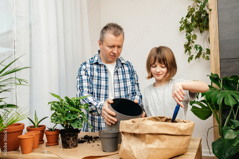 A teenage girl helps her dad to transplant a monstera houseplant into another pot. Transplantation and care of indoor flowers. home gardening.