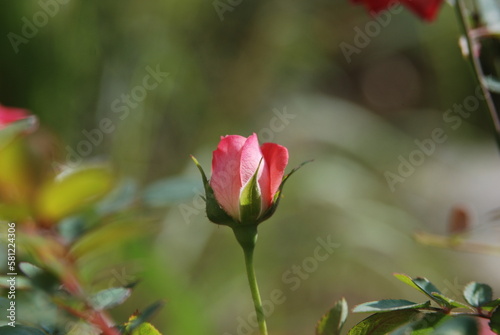 red rose bud