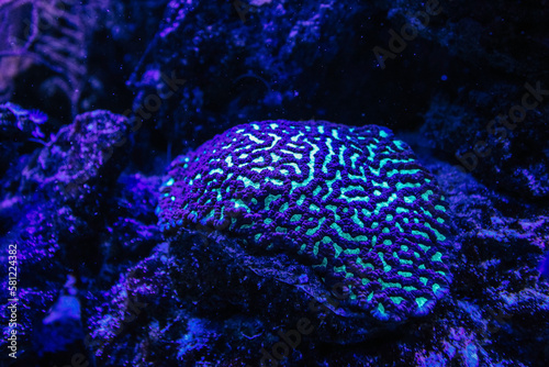 Flourescent brain coral photo