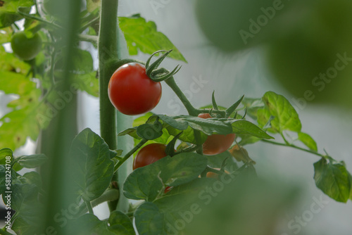 ripe and unripe red tomatoes on a blurred background of lush greenery on a sunny day. Closeup photo