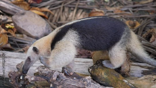 Northern tamandua in Costa Rica