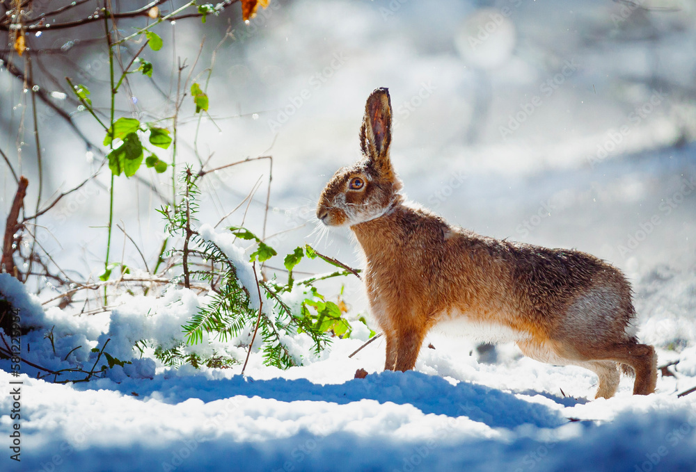 rabbit in the snow