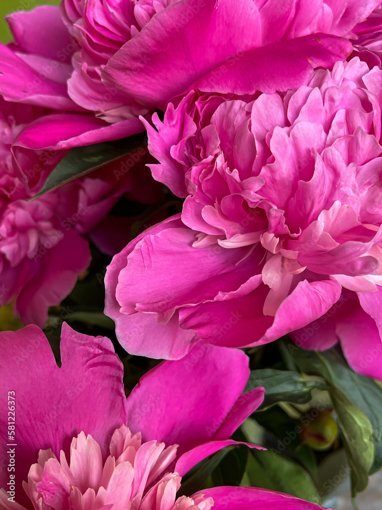 Bouquet of gorgeous pink peony