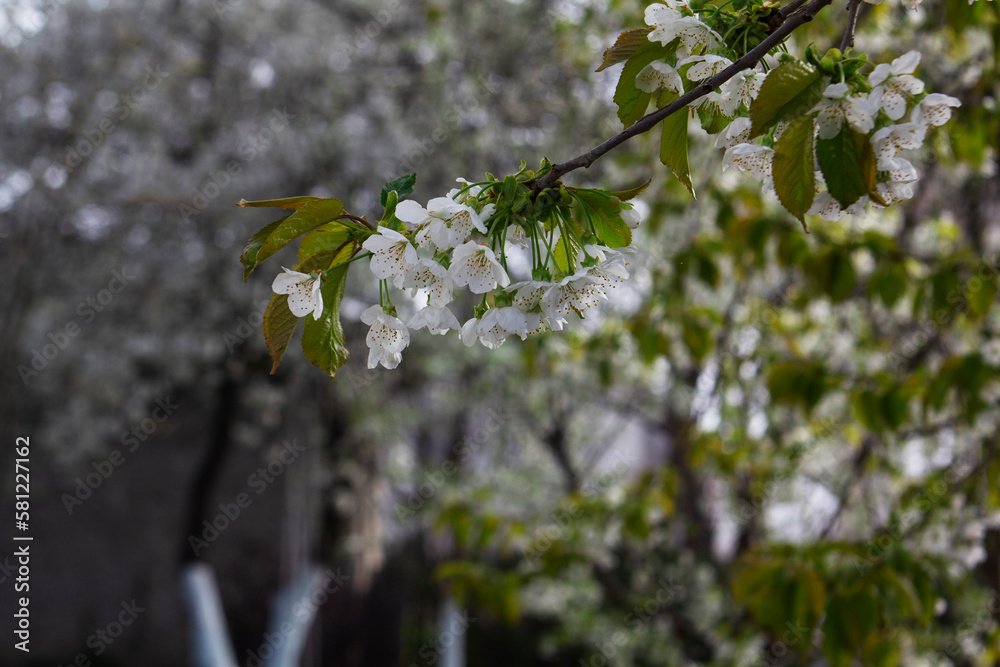 Branches of blossoming cherries in the morning city garden.