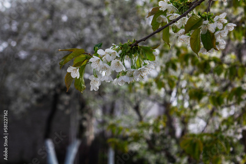 Obraz na płótnie Branches of blossoming cherries in the morning city garden. w salonie