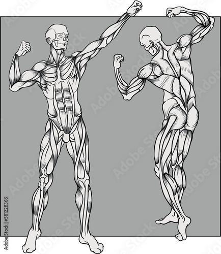 Muscles of human body, bodybuilder poses front and back view