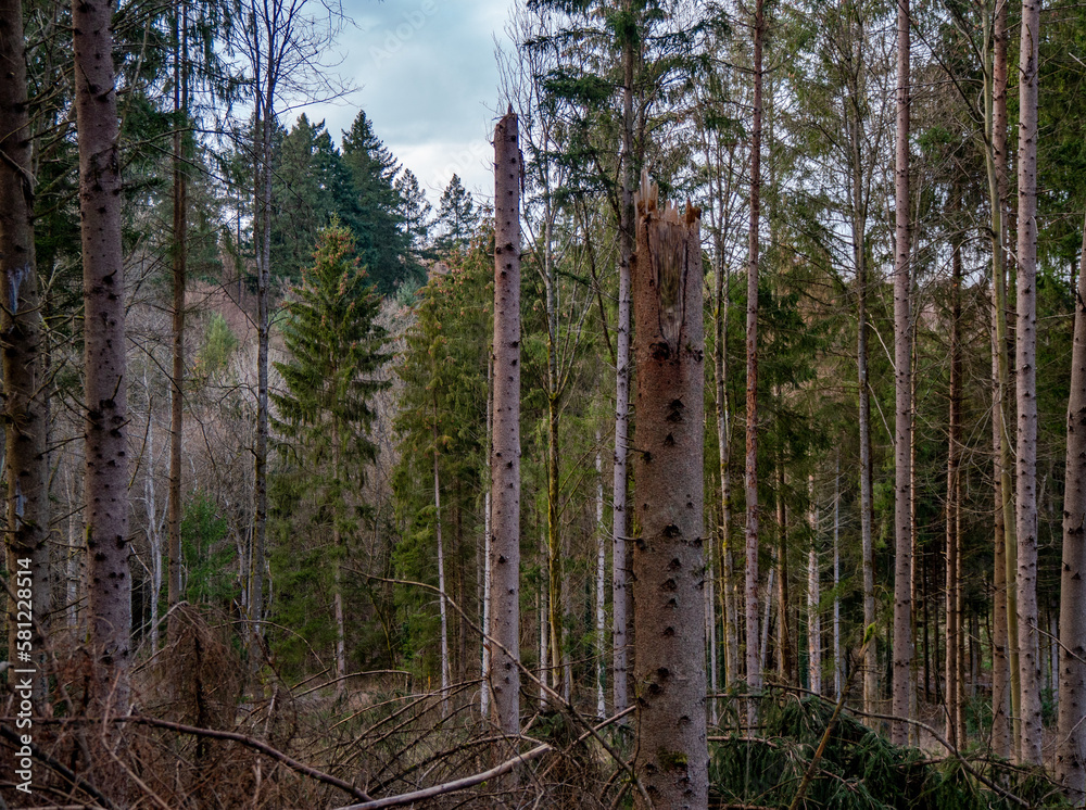 Abholzung nach Sturm im Mischwald Abholzung nach Sturm im Mischwald