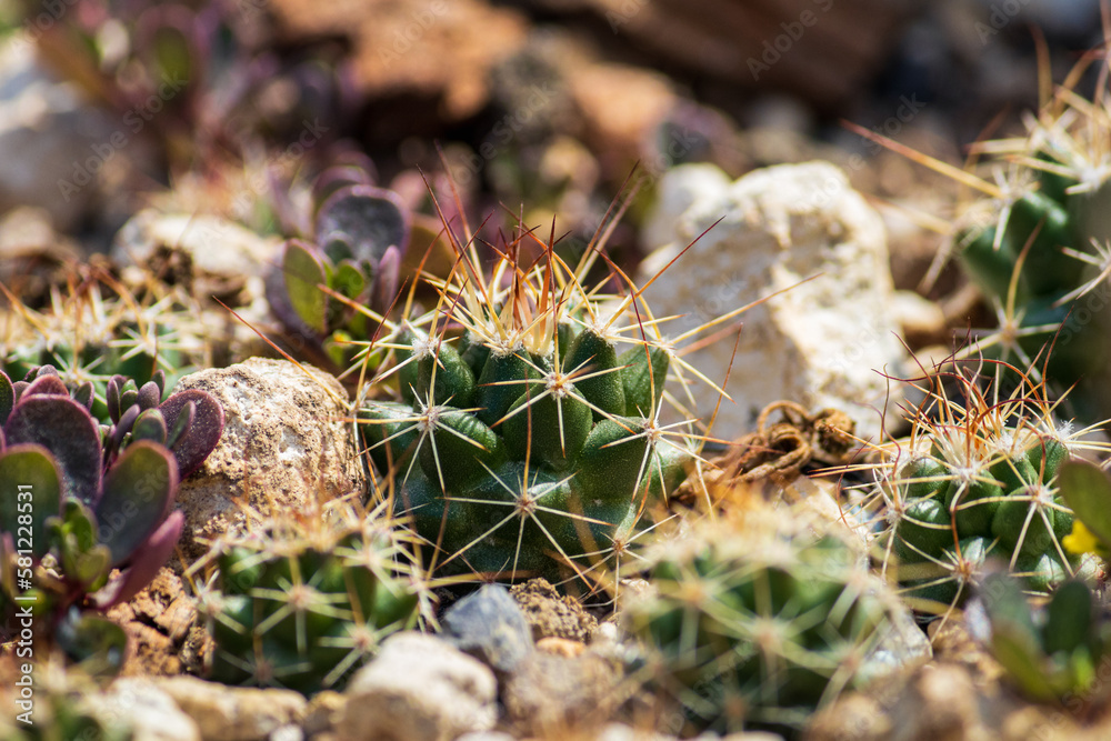 Set of Mammillaria in growing tray Set of Mammillaria in growing tray