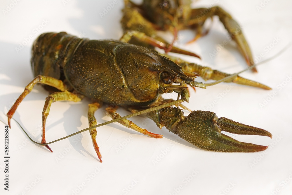 Live crayfish on white surface of a table, soft focus, closeup. Live crayfish on white surface of a table, soft focus, closeup.