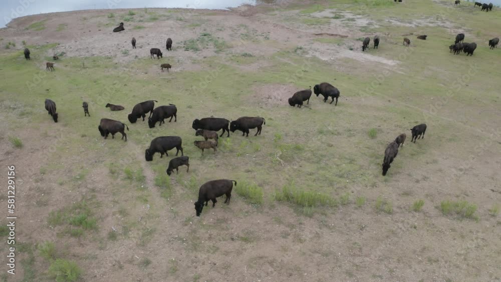 Aerial view of native bison buffalo grazing next to lake near caprock canyons state park in west Texas landscape - 4K Drone Aerial view of native bison buffalo grazing next to lake near caprock canyons state park in west Texas landscape - 4K Drone