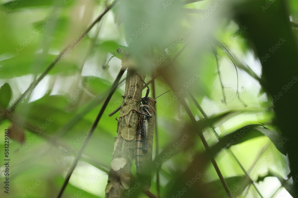 grasshopper on a green leaf