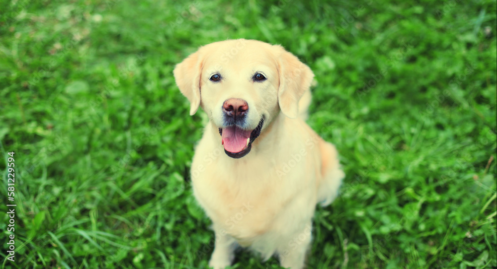 Portrait of Golden Retriever dog sitting on green grass in summer park Portrait of Golden Retriever dog sitting on green grass in summer park