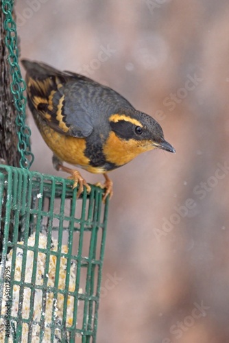 Varied Thrush on suet cage.