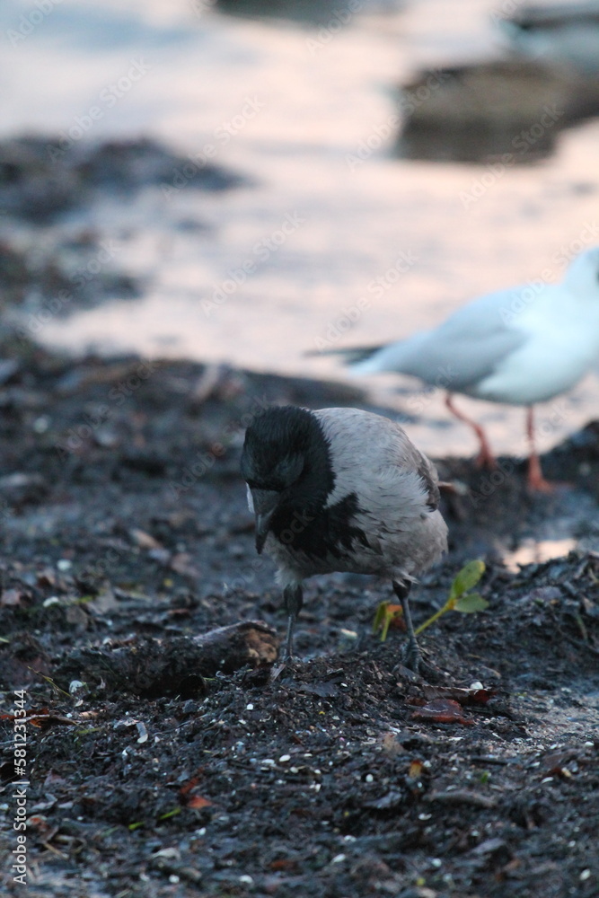 Fototapeta premium Beautiful crow on the Baltic Sea