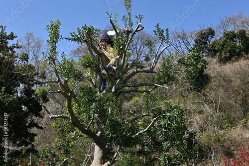 A view of a gadener pruning the bayberry tree in the park. photo