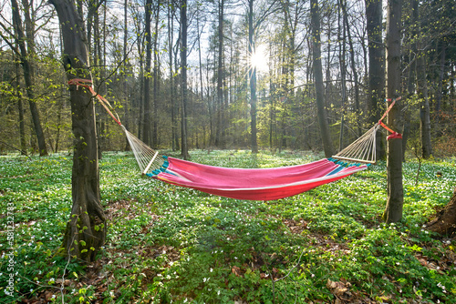 H  ngematte im Wald