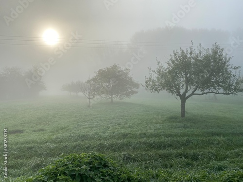 misty morning in the forest